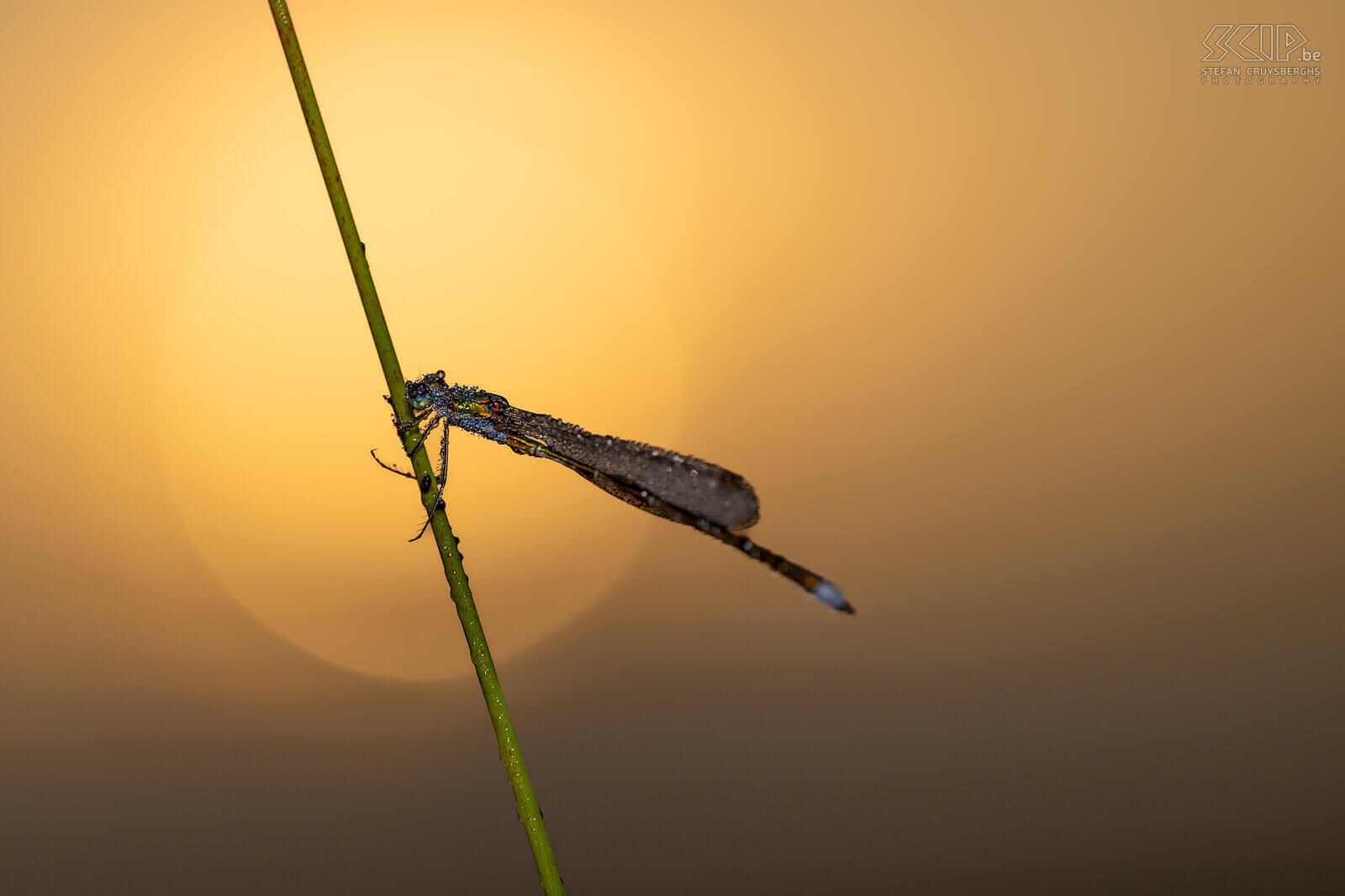 Insects - Small spreadwing Small spreadwing with dew drops during sunrise Stefan Cruysberghs